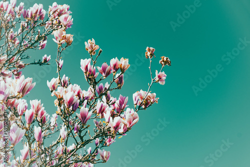 magnolia in spring