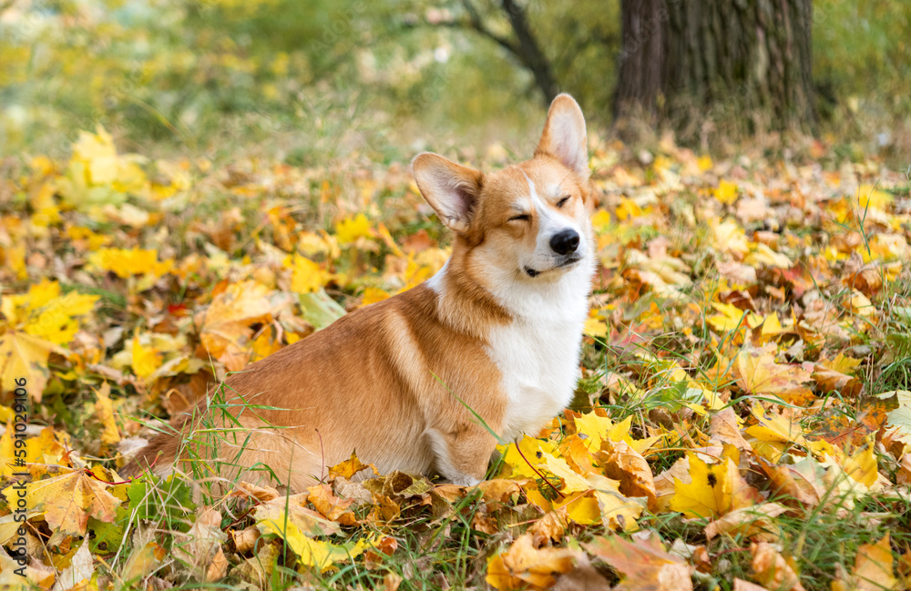 corgi for a walk in the autumn park corgi for a walk in the autumn park