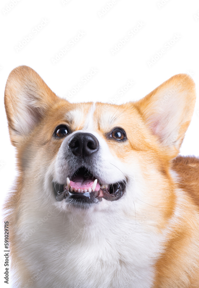 welsh corgi pembroke isolated