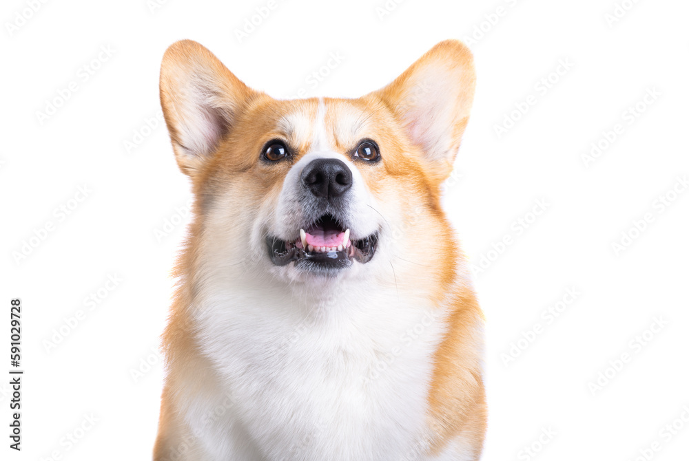 welsh corgi pembroke isolated