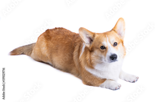 welsh corgi pembroke isolated