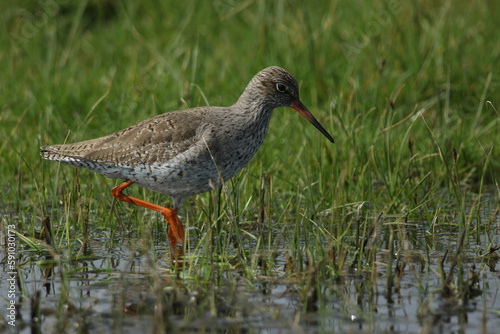 A Redshank, Tringa totanus, feeding along the edge of a marshy area in a field in springtime. 
