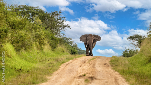 Canvas Print African elephant, loxodonta africana, walking along a dirt road in Queen Elizabeth National Park, Uganda