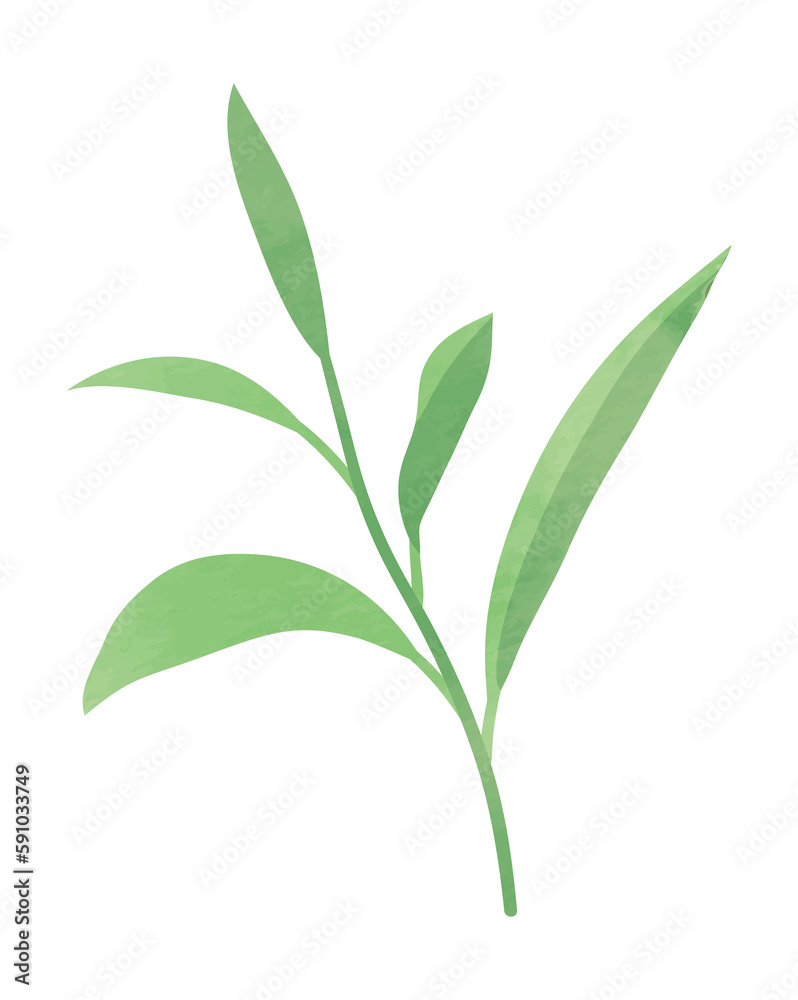 Watercolor herbal leaf branch Watercolor herbal leaf branch