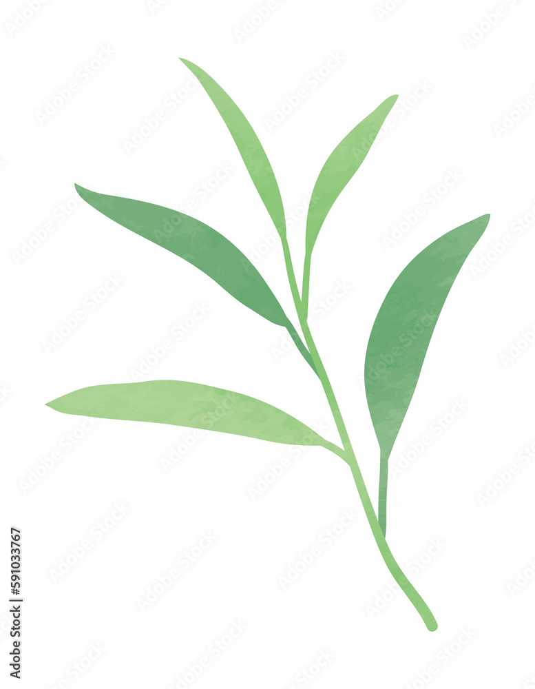 Watercolor herbal leaf branch Watercolor herbal leaf branch