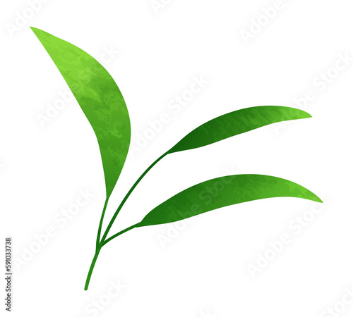 Watercolor herbal leaf branch