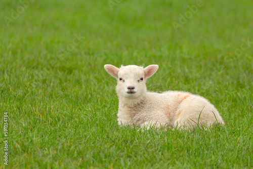 Close up of a newborn lamb in Springtime, laying down in lush green field and facing forward.  Clean green background.  Yorkshire Dales, UK.  Horizontal.  Copy space