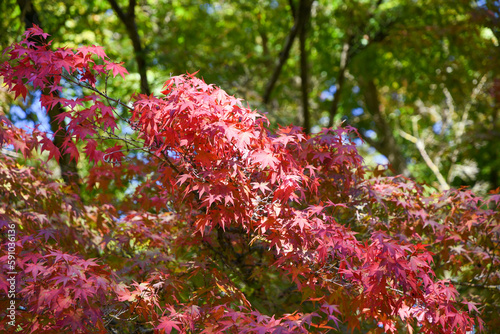 deep red foliage on the japanese maple tree in autumn