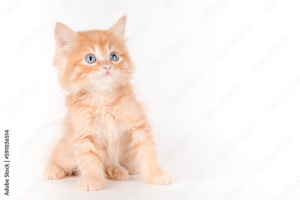 a small orange kitten sits on a light background
