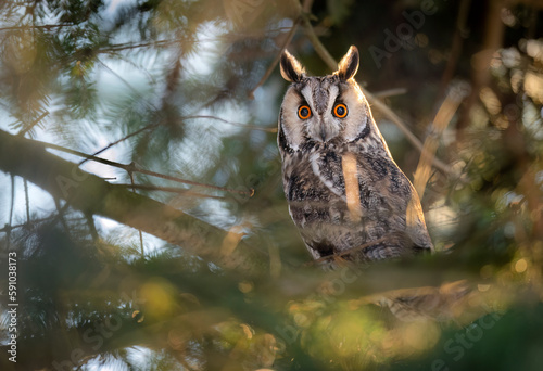 Long eared owl ( Asio otus ) photo