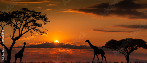 Photography Silhouettes of african wild animals at sunset