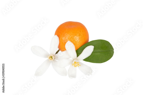 Orange flowers with orange and green leaf, isolated on transparent background. Close-up. photo
