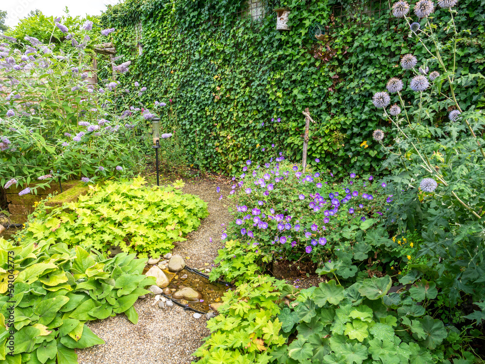 Small garden full of native plants like ivy, echinops, water stream and gravel path in summer, Netherlands
