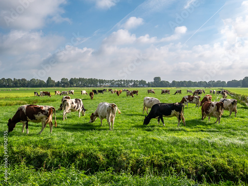 Fototapeta Diary cows grazing on green pasture in polder near Langweer, Friesland, Netherla