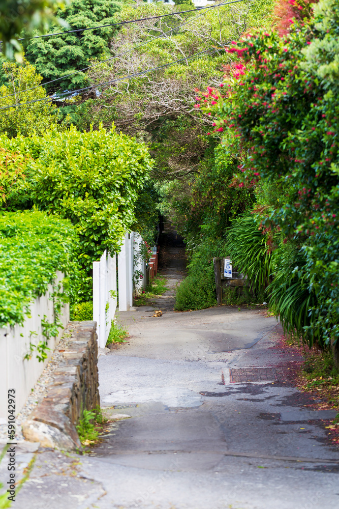 Paved walkway through a leafy neighborhood Paved walkway through a leafy neighborhood