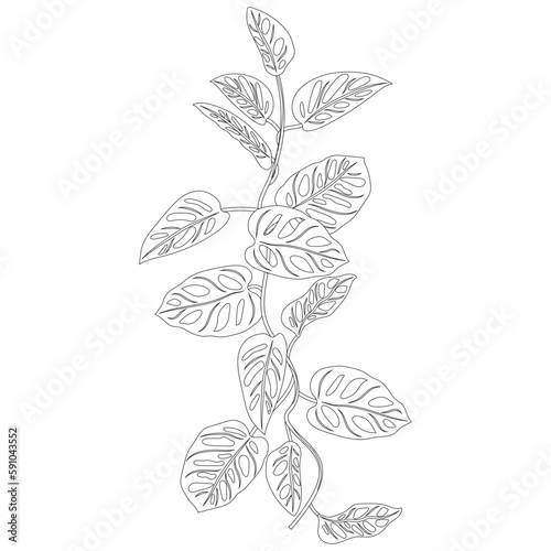 Coloring tropical liana monkey monstera. Philodendron, Monkey Mask, creeper, flower.