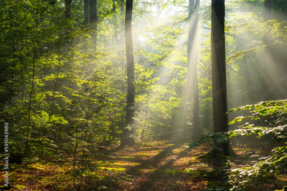 Fototapeta premium Beautiful sunny morning in green forest