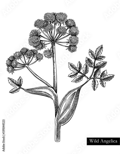 Wild angelica vector illustration. Hand drawn summer flower sketch. Wildflower drawing isolated on white background. Damp meadows or woodlands flowering plant. Floral design element in engraved style