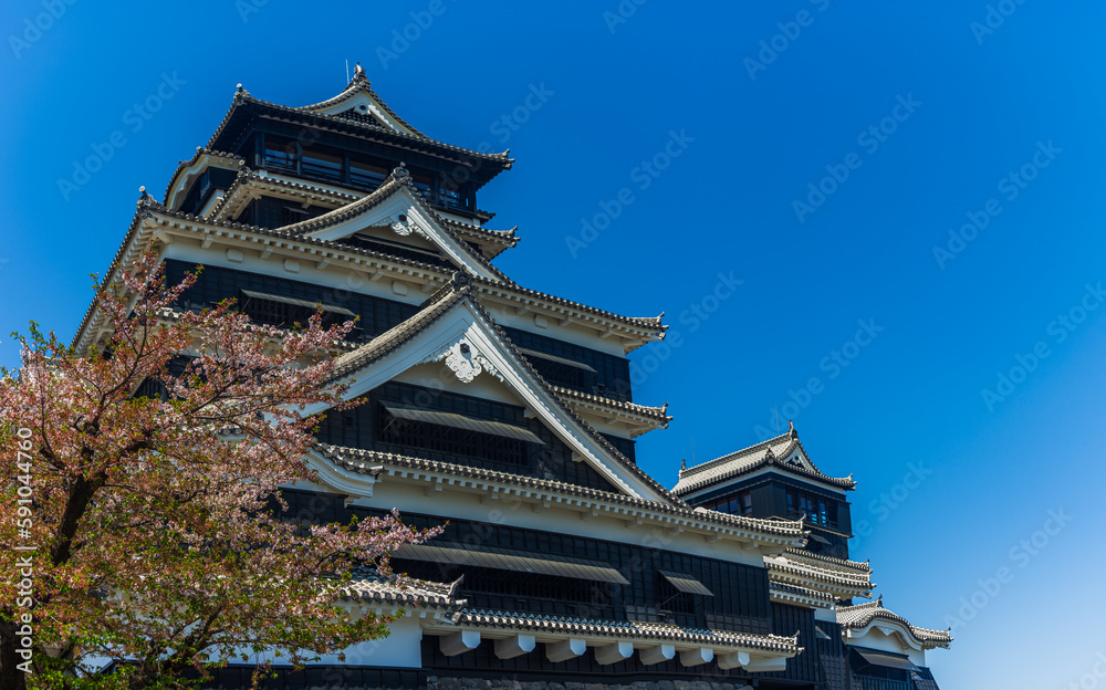 熊本城:復旧された天守閣と桜 熊本城:復旧された天守閣と桜