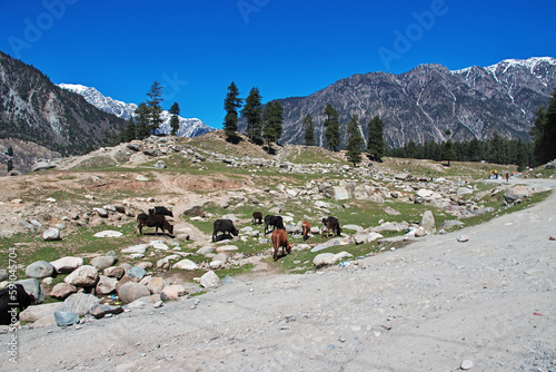 Nature of Kalam valley in Himalayas, Pakistan photo