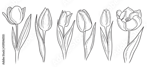Group of beautiful realistic tulip flowers isolated on white background. Hand drawn vector sketch illustration in vintage engraved doodle style. Spring, beauty, gift, romantic, botany, set.