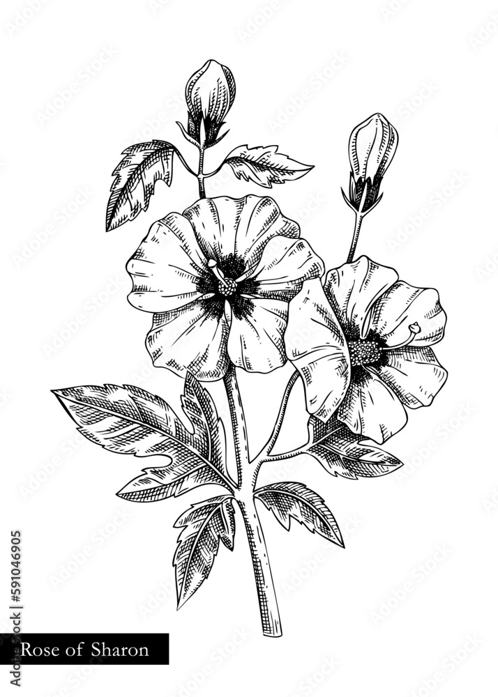 Rose Of Sharon Vector Illustration. Hand Drawn Summer Flower Sketch 