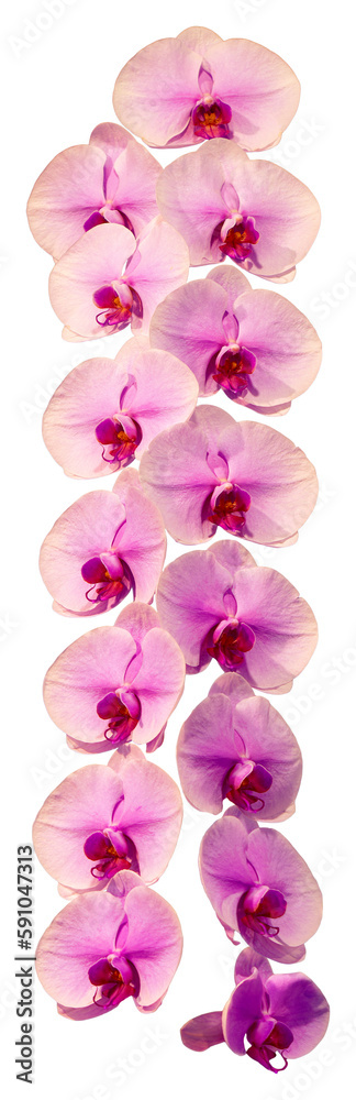 Flower colors are pink, yellow and white. An orchid of the genus Phalaenopsis. Close-up of isolated beautiful plant. Flower colors are pink, yellow and white. An orchid of the genus Phalaenopsis. Close-up of isolated beautiful plant.