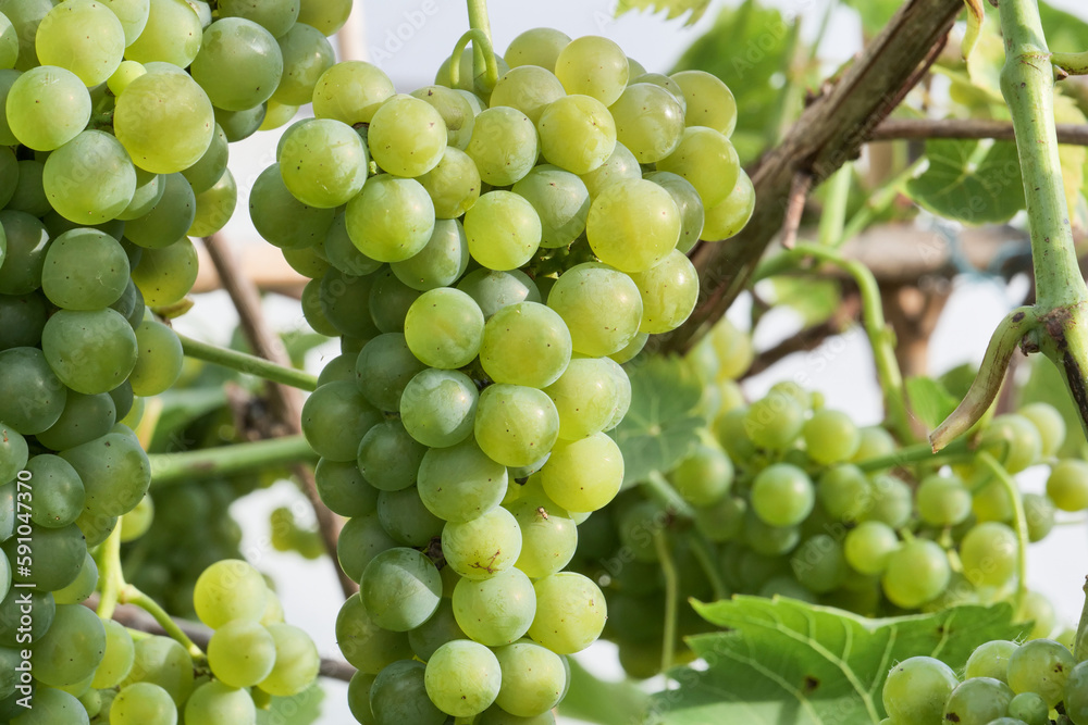 Bunch of yellow grapes in vineyard