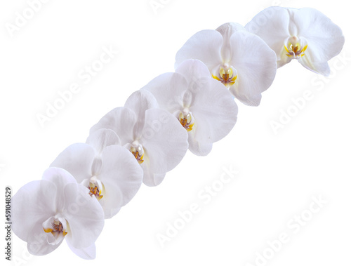 Flower colors are white and yellow. An orchid of the genus Phalaenopsis. Close-up of isolated beautiful plant.