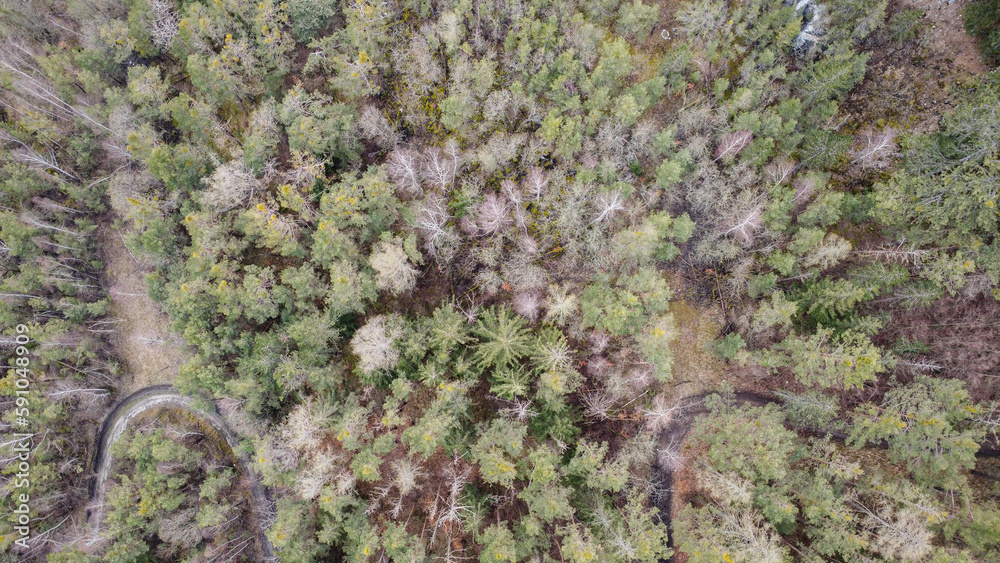 Spring in forest aerial top view. Mixed forest, green deciduous trees. Soft light in countryside woodland or park. Drone shoot above colorful green texture in nature. Spring in forest aerial top view. Mixed forest, green deciduous trees. Soft light in countryside woodland or park. Drone shoot above colorful green texture in nature.