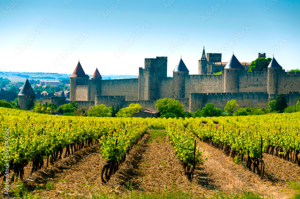 Vigne au pied de la cité médiéval de Carcassonne. Département de l'Aude. Occitanie. France. Europe