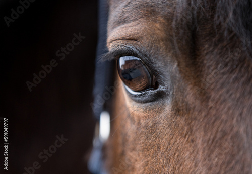 detail horse head eye and part of the head of a bay mare © bmf-foto.de