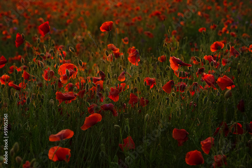 Field of poppies selective focus. Nature summer wild flowers. Vivid red flower poppies plant. Buds of wildflowers. Poppy blossom background. Floral botanical freedom mood. Leaf and bush poppy flower.