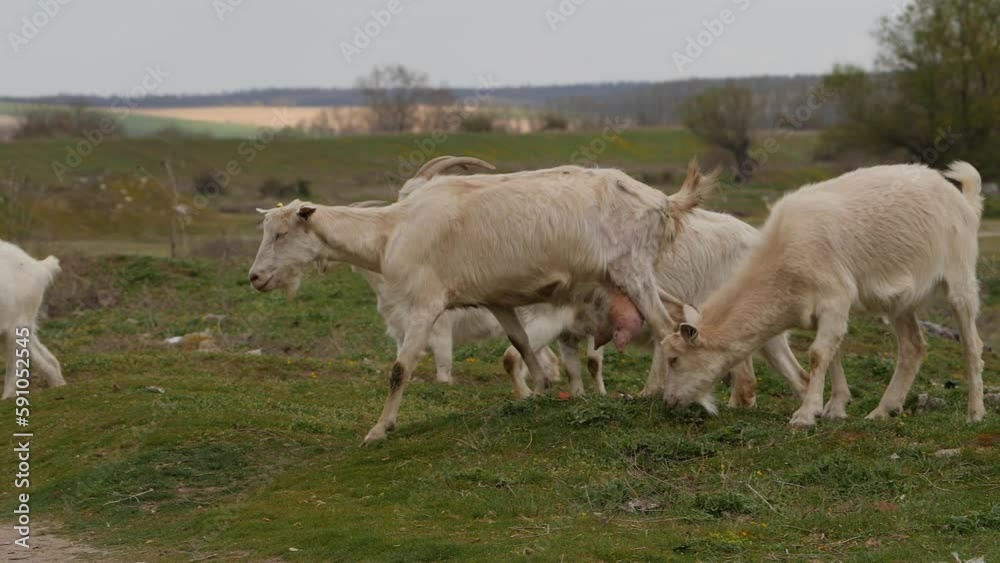Herd of goats returning from grazing. Full HD resolution, slow motion pan footage. Herd of goats returning from grazing. Full HD resolution, slow motion pan footage.