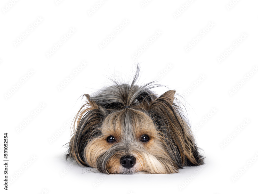Adorable young adult Biewer Yorkshire Terrier dog, lauing down facing front with head down on surface. Looking towards camera. Isolated on a white background. Adorable young adult Biewer Yorkshire Terrier dog, lauing down facing front with head down on surface. Looking towards camera. Isolated on a white background.