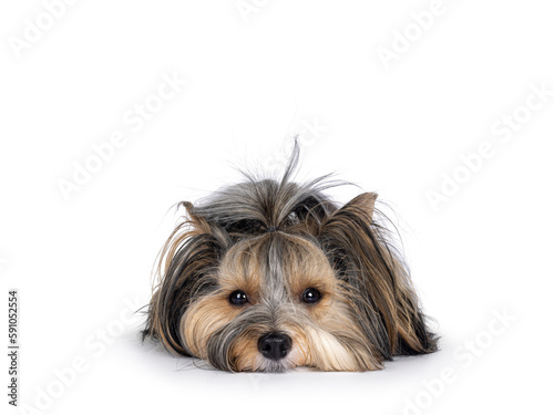 Adorable young adult Biewer Yorkshire Terrier dog, lauing down facing front with head down on surface. Looking towards camera. Isolated on a white background.