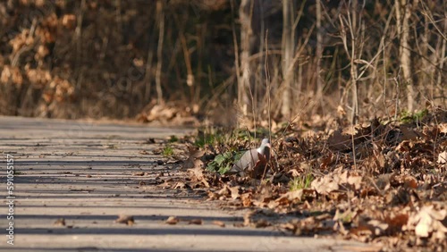 Wild wood pigeon seek for food on a asphalt road in park. Bulgaria, Europe. Hunting object. photo