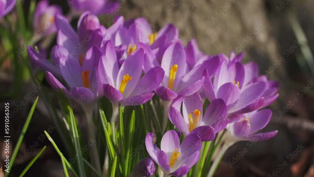 Springtime close-up view of violet crocuses. Soft selective focus of flowering crocus flowers, 4k Springtime close-up view of violet crocuses. Soft selective focus of flowering crocus flowers, 4k