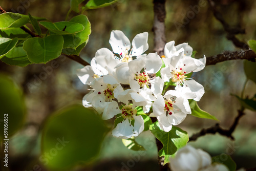 White flowers of blossoming apple tree. Close-up. Springtime. April and May. Garden plant. Beauty of nature. Garden details. Healthy fruit branch. Sunny weather. Blurred background