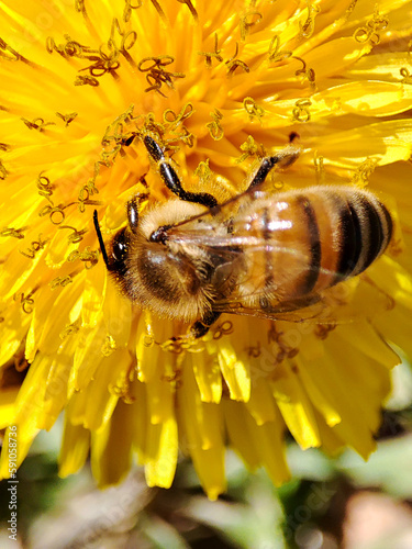 Abeille sur une fleur jaune