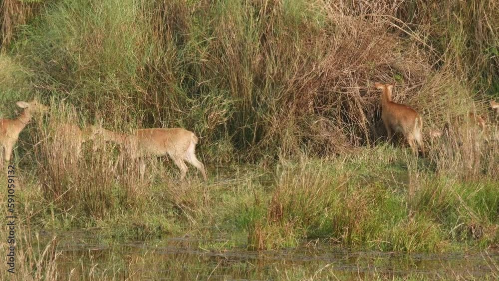 full shot of wild Barasingha or Rucervus duvaucelii or Swamp deer twelve horned female a vulnerable animal crossing or walking in frame in natural wetland grassland forest habitat of india full shot of wild Barasingha or Rucervus duvaucelii or Swamp deer twelve horned female a vulnerable animal crossing or walking in frame in natural wetland grassland forest habitat of india
