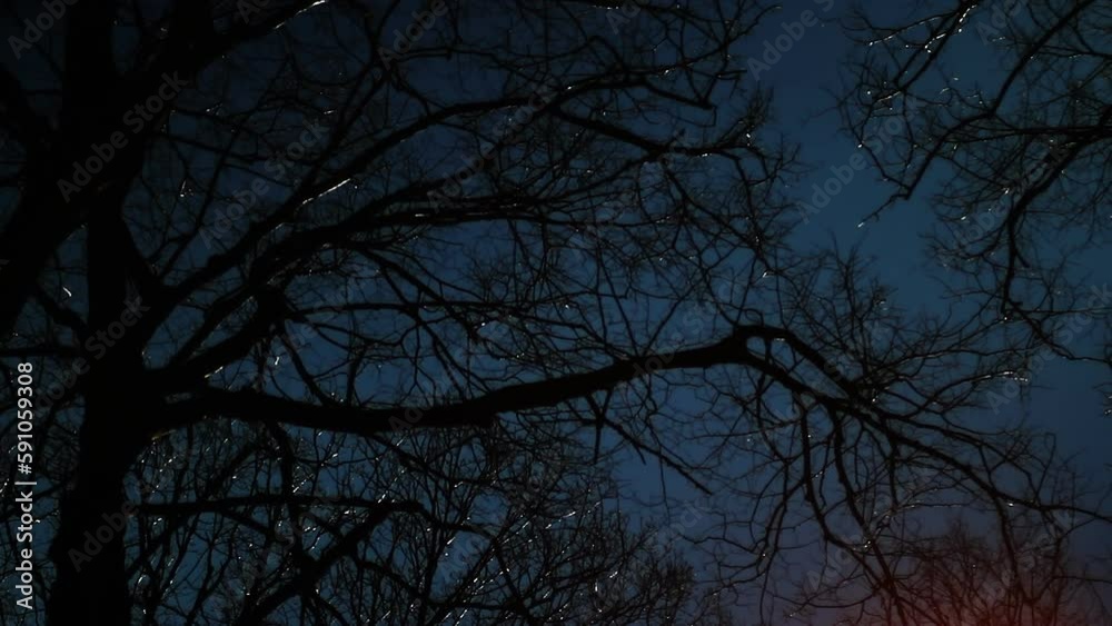 Dark forest at night. Dark forest background. Dark forest at night. Dark forest background.