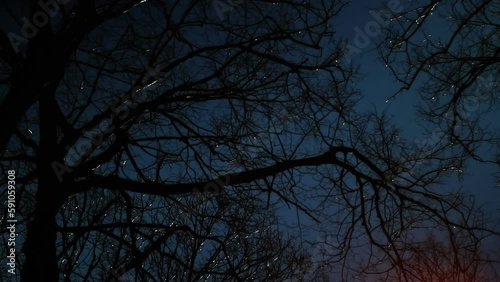 Dark forest at night. Dark forest background.