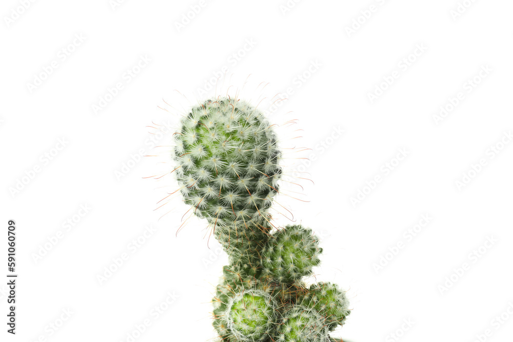 Cozy hobby - growing house plants, cactus, isolated on white background Cozy hobby - growing house plants, cactus, isolated on white background
