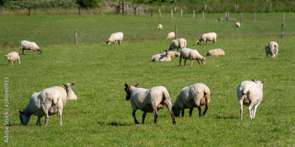 Obraz premium A flock of sheep on a meadow in summer. Livestock farm in Ireland. Grazing animals on the farm. Herd of sheep on green grass field