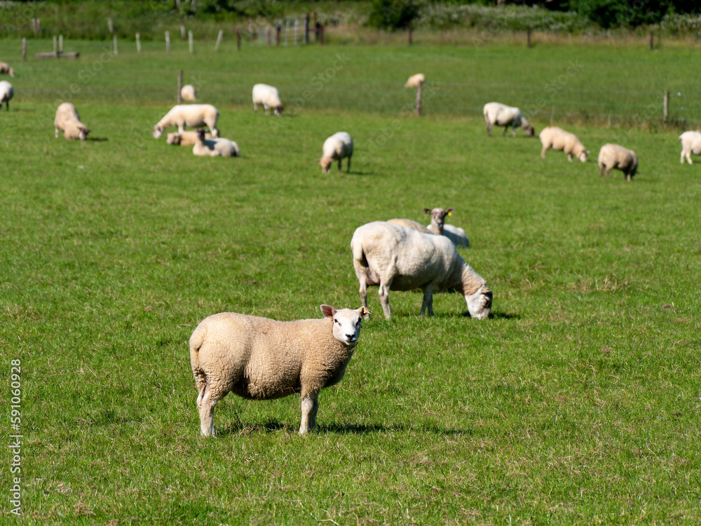 A flock of sheep graze on a green grass meadow in summer. Livestock farm in Ireland. Grazing animals on the farm. Herd of sheep on green grass field A flock of sheep graze on a green grass meadow in summer. Livestock farm in Ireland. Grazing animals on the farm. Herd of sheep on green grass field