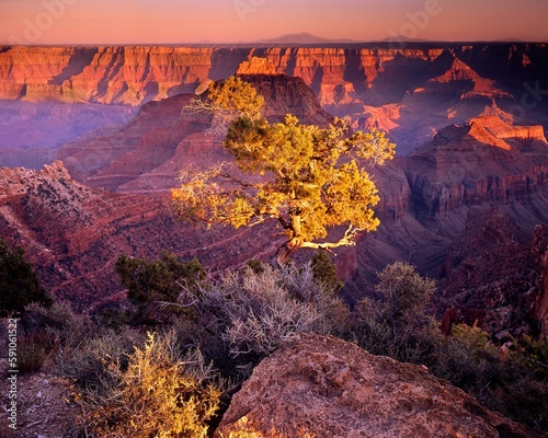 Scenic view of the Grand Canyon desert filled with cliffs with a small tree under the sunlight