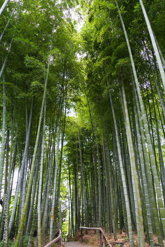 Sentiero in un Bosco di bambù in Giappone