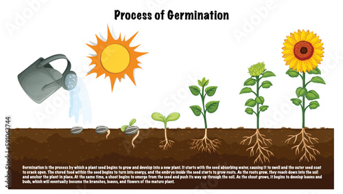 Process of Germination Diagram for Science Education