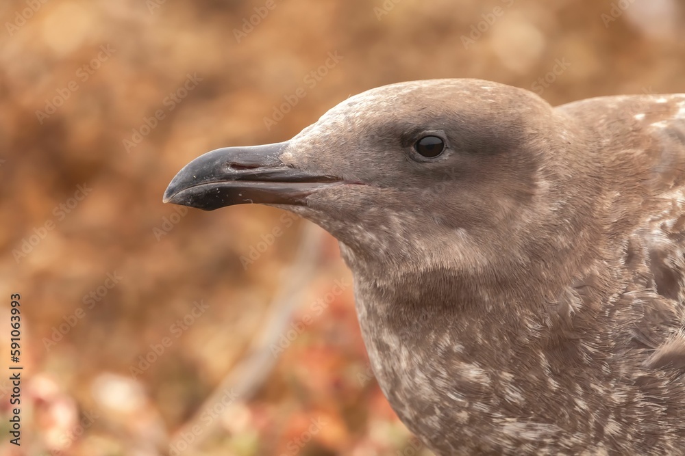 Naklejka premium Closeup shot of a western gull chick on the blurry background